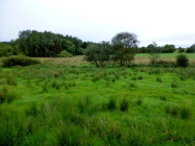 Rushy ground, Mullaghbane © Kenneth Allen :: Geograph Ireland