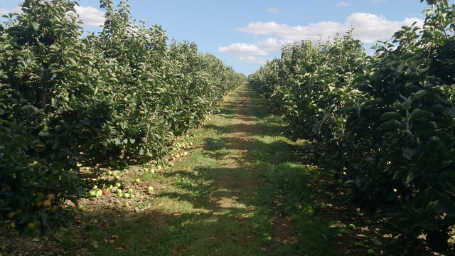 Orchard off Ewell Lane, West Farleigh