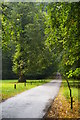 SK3523 : Avenue of limes leading into Calke Abbey parkland by Christopher Hilton