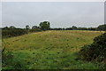 Field beside Ness Lane