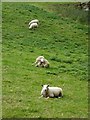 NZ0615 : Sheep on slope above the River Tees by Oliver Dixon