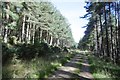 Logging road, Pitfichie Forest