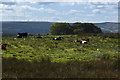 Cattle resting rather than grazing, near Belthorn