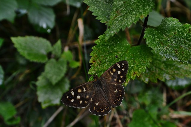 Walesby: Speckled Wood butterfly on the steep track to All Saints Church