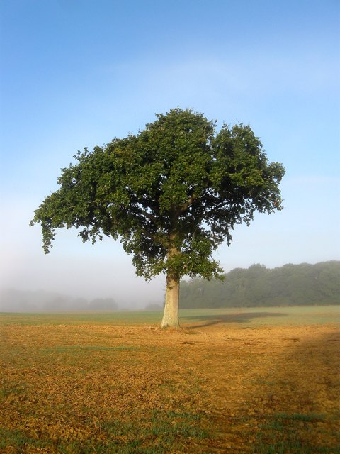 Lone Oak Tree © Simon Carey :: Geograph Britain and Ireland