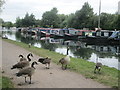 Canada geese near to Stanstead Lock