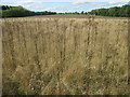 Field near Briggens Home Farm