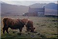 NO0270 : Highland cattle at Daldhu by Alan Reid