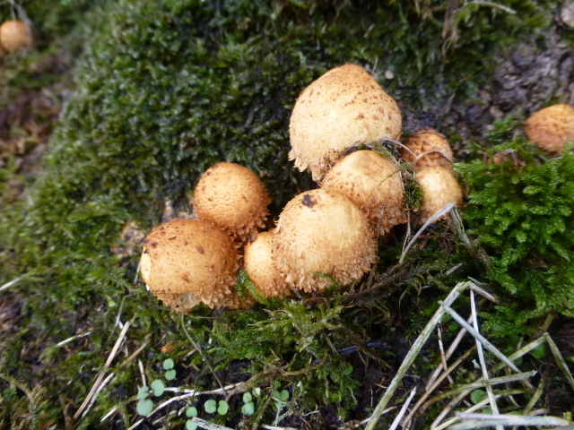 Fungus, T & F hospital grounds, Omagh