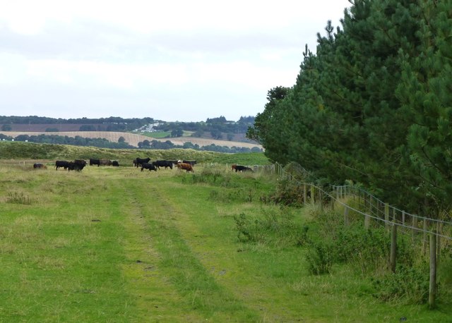 Cattle grazing on the grass behind Ross Back Sands