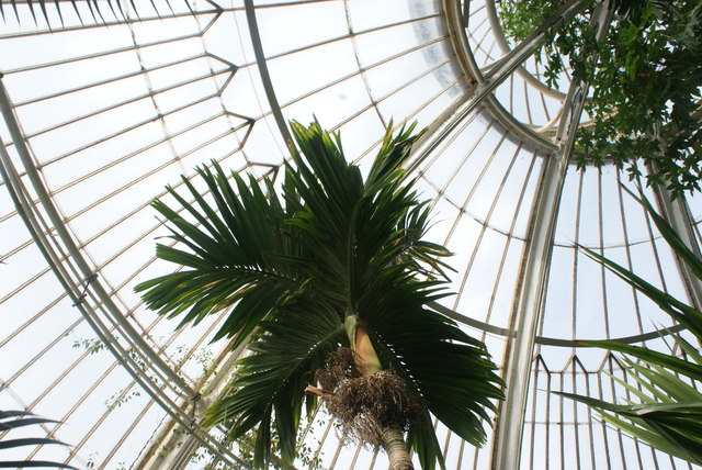 Looking up at the palms in the Palm House #3