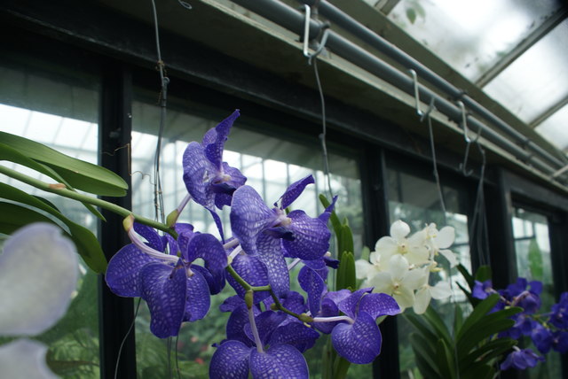 View of purple orchids in the Princess of Wales Conservatory