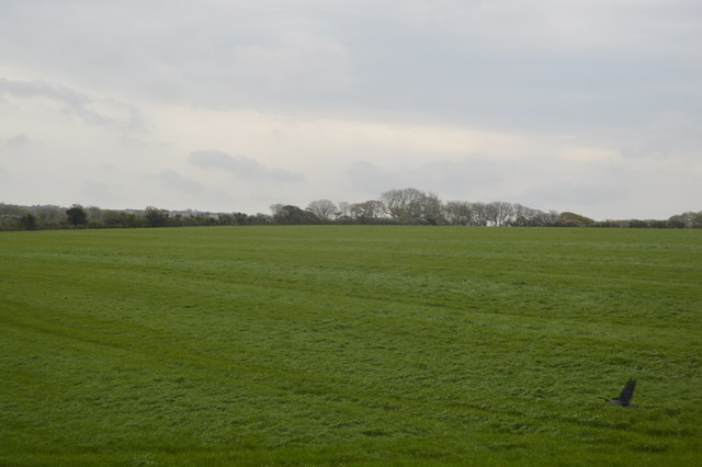 Green grassy field