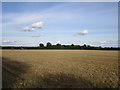 View towards Langar Lane Covert