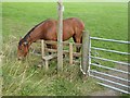 A friendly horse