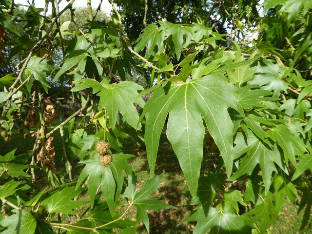 Leaves of a London plane tree