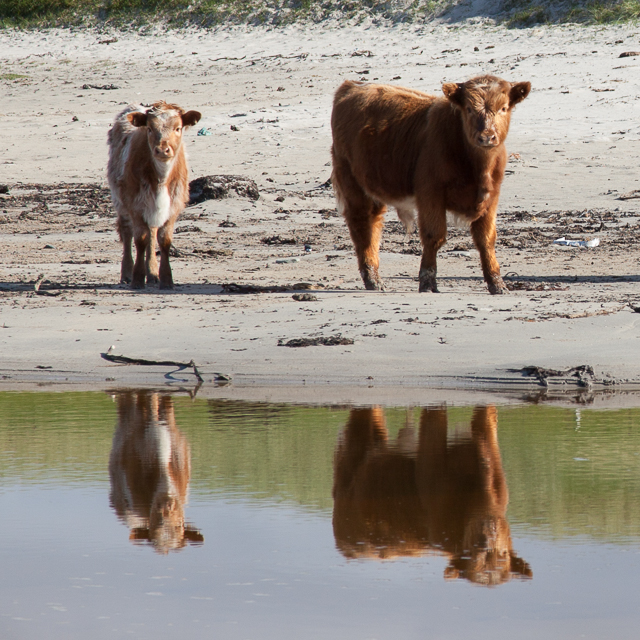 Highland cattle calves in Sanaigmore Bay