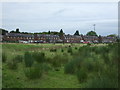 Rough grazing towards Brookhall Village