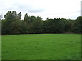 Grazing off Chatburn Road (A671)