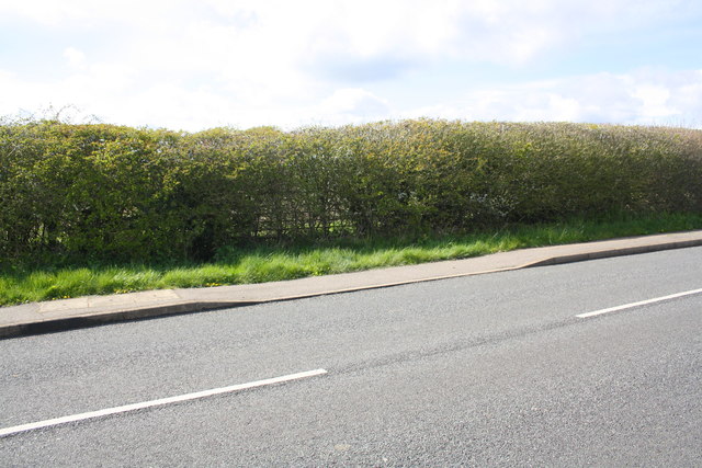 Site of former entrance to buildings in field behind hedge beside Ashwell Road