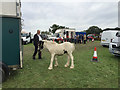 Meeting up, Kenilworth Horse Fair