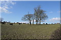 Cattle Pasture at Menabilly Barton