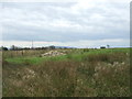 Rough grazing, High Grain Farm