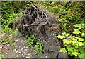 Berengrave Local Nature Reserve, Rainham