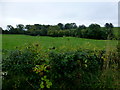 Hedge along Botera Upper Road