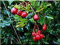 Hawthorn berries, Botera Upper