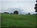 Grazing near Hill Top Farm