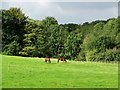 Grazing horses in Gisburne Park