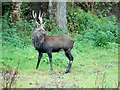 Sika deer at Gisburne Park