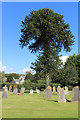 Winsham churchyard monkey puzzle tree