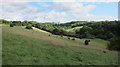 Grassy hillside above the By Brook