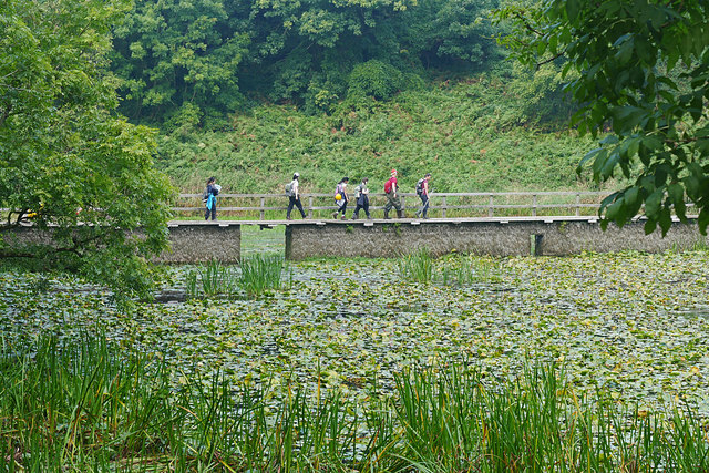 The Stackpole Lily Ponds