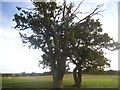 Trees in a field, Brookmans Park