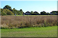 Sown wildflowers seeding, Caludon Castle Park, Wyken, Coventry