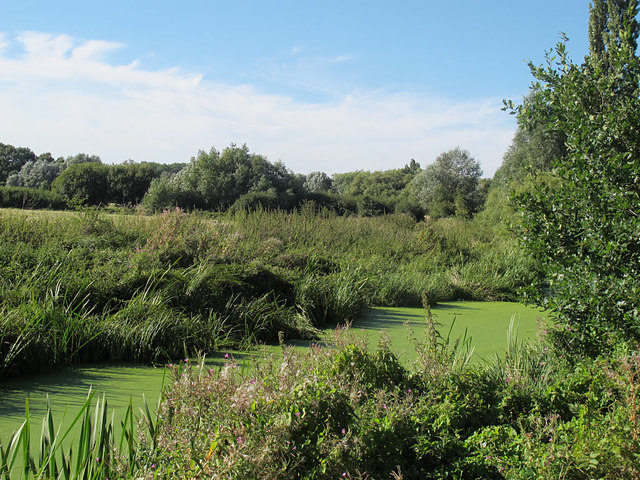 The stagnant Cornmill Stream © Stephen Craven cc-by-sa/2.0 :: Geograph ...