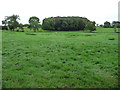 Sheep pasture, south-east of Agglethorpe Hall