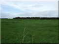 Grazing near Fair Field Farm