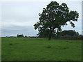 Grazing near Edisford Hall