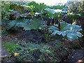 Gunnera near Chmoy Mill