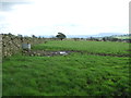 Grazing and stone wall