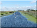 SE8111 : Swans and cygnets on the Stainforth & Keadby Canal by Christine Johnstone