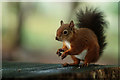 SZ0287 : Brownsea Island Squirrel by Peter Trimming