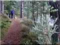 Path through the Free Church Wood