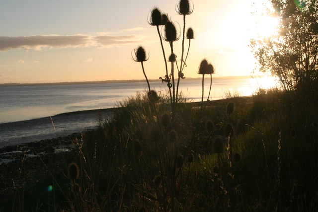October sunset over the Humber, with teasel