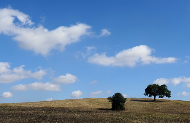Lone trees on the hill