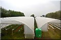 Polytunnels